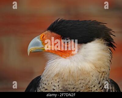 Ritratto facciale dettagliato di Caracara cimata (Caracara plancus) con tappo nero e crera arancione al centro della falconeria Nello Yorkshire Inghilterra Regno Unito Foto Stock