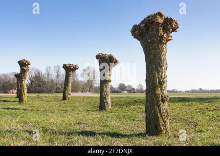 Un gruppo di salici di pollard appena potati nella stagione primaverile sotto un cielo blu. Foto Stock