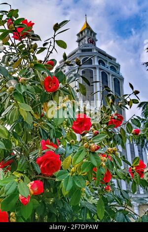 Grandi fiori di camelia rosa su un albero Foto Stock