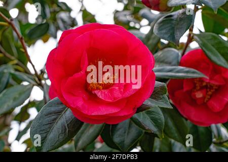 Grandi fiori di camelia rosa su un albero Foto Stock