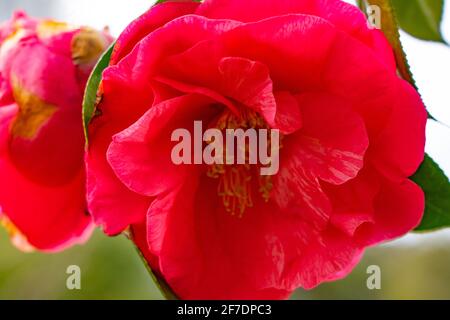 Grandi fiori di camelia rosa su un albero Foto Stock