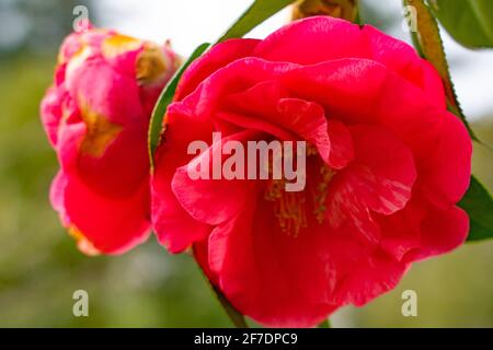 Grandi fiori di camelia rosa su un albero Foto Stock