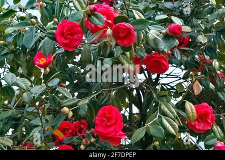 Grandi fiori di camelia rosa su un albero Foto Stock