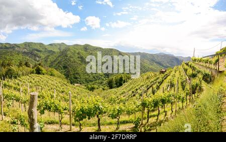 Vigneti collinari con uve da vino rosso nei pressi di una cantina nei primi mesi estivi in Italia, Toscana Europa Foto Stock