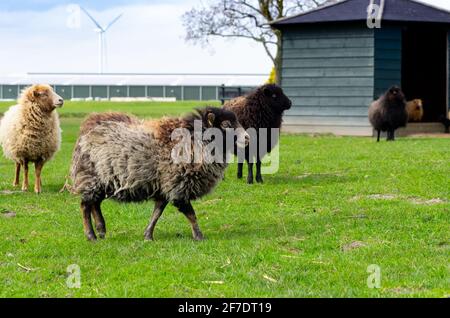 gregge di pecore ouessant in prato ad un agricoltore hobby Foto Stock