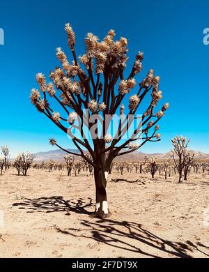 Mohave National Preserve cima Dome Novembre 2020 incendio nella foresta bruciato 43,273 acri e ora un cimitero di scheletri dell'albero di Joshua. 1.3 milioni di alberi di Giosuè furono uccisi nel fuoco. Mohave National Preserve, California, 6 febbraio 2021. Foto di Jennifer Graylock-Graylock.com Foto Stock