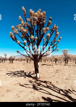 Mohave National Preserve cima Dome Novembre 2020 incendio nella foresta bruciato 43,273 acri e ora un cimitero di scheletri dell'albero di Joshua. 1.3 milioni di alberi di Giosuè furono uccisi nel fuoco. Mohave National Preserve, California, 6 febbraio 2021. Foto di Jennifer Graylock-Graylock.com Foto Stock