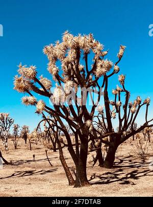 Mohave National Preserve cima Dome Novembre 2020 incendio nella foresta bruciato 43,273 acri e ora un cimitero di scheletri dell'albero di Joshua. 1.3 milioni di alberi di Giosuè furono uccisi nel fuoco. Mohave National Preserve, California, 6 febbraio 2021. Foto di Jennifer Graylock-Graylock.com Foto Stock