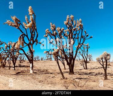 Mohave National Preserve cima Dome Novembre 2020 incendio nella foresta bruciato 43,273 acri e ora un cimitero di scheletri dell'albero di Joshua. 1.3 milioni di alberi di Giosuè furono uccisi nel fuoco. Mohave National Preserve, California, 6 febbraio 2021. Foto di Jennifer Graylock-Graylock.com Foto Stock