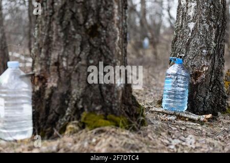 Raccolta del succo di betulla Foto Stock