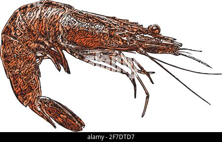 Vettore di gamberetti Illustrazione su sfondo bianco Illustrazione Vettoriale