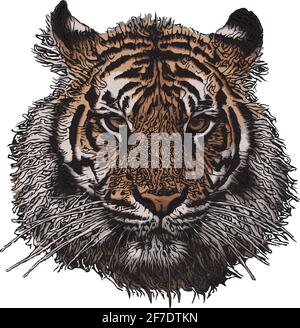 immagine vettoriale della testa della tigre su sfondo bianco Illustrazione Vettoriale