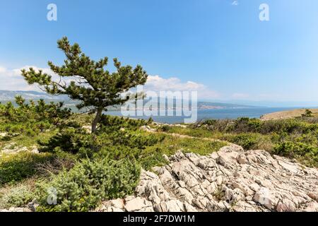 Vista dall'isola di Krk con costa rocciosa e pini alla costa dalmata vicino a Rijeka sul mare Adriatico, Croazia Europa Foto Stock