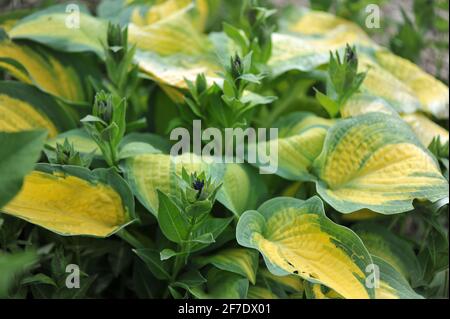 La variegata Marmalade arancione di Hosta con fogliame giallo-verde cresce insieme al bluestar europeo (Amsonia orientalis) in un confine fiorito in un giardino Foto Stock