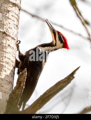Vista ravvicinata del profilo di Woodpecker bird appollaiato su un tronco d'albero con sfondo sfocato nel suo ambiente e habitat. Immagine picchio pileated. Immagine. Foto Stock