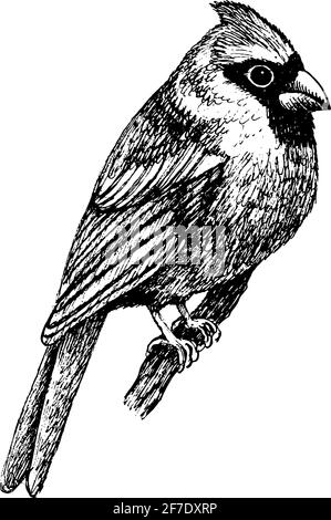 Uccello cardinale settentrionale - illustrazione in bianco e nero. Schizzo di inchiostro realistico di uccello tropicale. Disegno a linee. Illustrazione vettoriale in bianco e nero Illustrazione Vettoriale