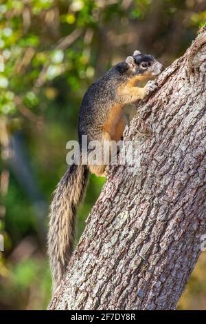 Un Big Cypress Fox Squirrel, Sciurus niger avicennia, su un albero di quercia vivo. Foto Stock