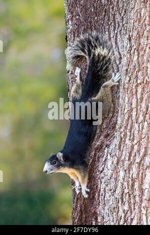 Un Big Cypress Fox Squirrel, Sciurus niger avicennia, su un albero di quercia vivo. Foto Stock