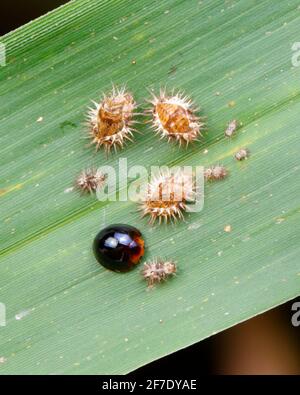 Scarabeo nero ladybird, Chilocorus nigrita, pupe o pupe su foglie di bambù. Foto Stock