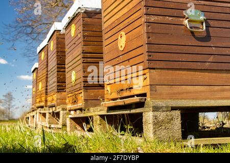 L'ape alveare con le api volanti in primavera natura con luce solare Foto Stock