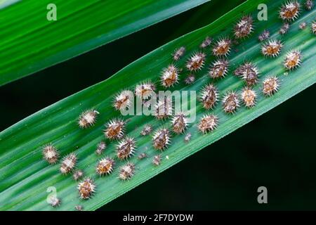 Scarabeo nero ladybird, Chilocorus nigrita, pupe o pupe su foglie di bambù. Foto Stock