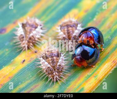 Scarabeo nero ladybird, Chilocorus nigrita, corteggiando su foglie di bambù. Foto Stock