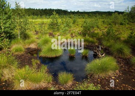 Torba Borkovická blata nel Parco Nazionale Šumava, Czechia Foto Stock