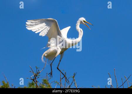 Un grande egret, Ardea alba, in volo contro il cielo blu. Foto Stock