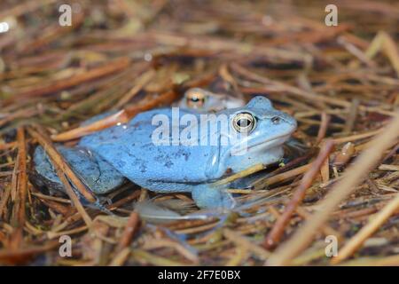 rana di moor (Rana arvalis) maschio nella stagione di riproduzione Foto Stock