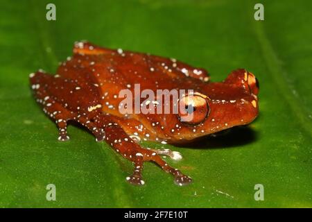 Rana di cannella (Nyctixalus pictus) in habitat naturale Foto Stock