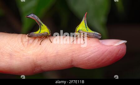 Thorn Treehoppers, Umbonia crassicornis, su un dito di indice umano adulto. Maschio a sinistra e femmina a destra. Foto Stock