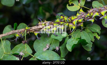 Thorn Treehoppers, Umbonia crassicornis, montato e alimentato su un ramo di albero di cerchietto nero di artiglio gatto. Foto Stock