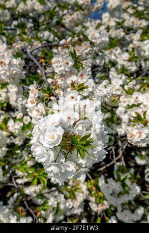Parigi, Francia - 31 marzo 2021: Bellissimo albero fiorito di ciliegi bianchi nel Jardin des plantes a Parigi nella soleggiata primavera giorno di marzo Foto Stock
