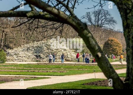 Parigi, Francia - 31 marzo 2021: Bellissimo albero fiorito di ciliegi bianchi nel Jardin des plantes a Parigi nella soleggiata primavera giorno di marzo Foto Stock