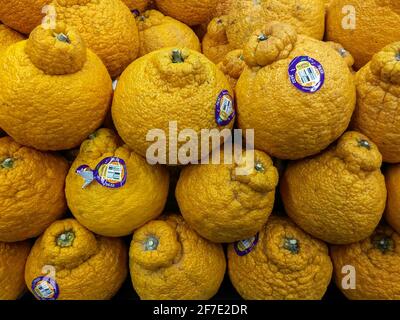 New York City, Stati Uniti. 04th Apr 2021. Le arance di sumo Citrus sono viste nel reparto di produzione di un supermercato a New York domenica 4 aprile 2021. Simile al mandarino arance il dekopon, mentre disponibile per anni negli Stati Uniti ha finalmente sviluppato un culto seguito. (ÂPhoto di Richard B. Levine) Credit: Sipa USA/Alamy Live News Foto Stock