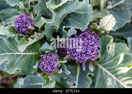 Fioretti di 'primi germogli viola' broccoli nel mese di marzo. Foto Stock