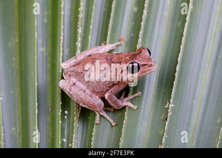 Una rana di pineta, Hyla femoralis, arroccata su una foglia. Foto Stock