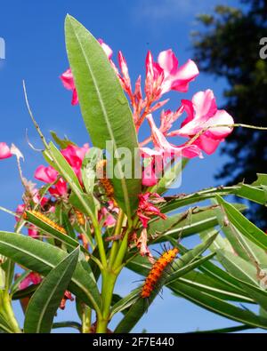 Polka Dot Wasp Moth, Oleander Moth, Syntomeida epilais, caterpillar infestazione sull'albero altamente tossico Oleander. Foto Stock