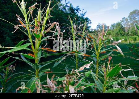 Polka Dot Wasp Moth, Oleander Moth, Syntomeida epilais, caterpillar infestazione sull'albero altamente tossico Oleander. Foto Stock
