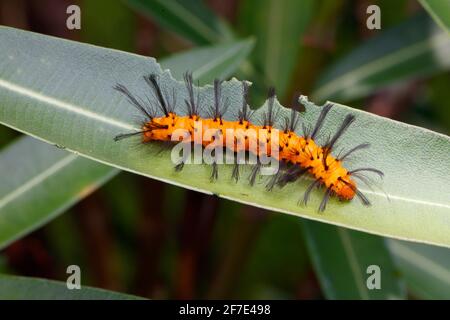 Polka Dot Wasp Moth, Oleander Moth, Syntomeida epilais, caterpillar infestazione sull'albero altamente tossico Oleander. Foto Stock