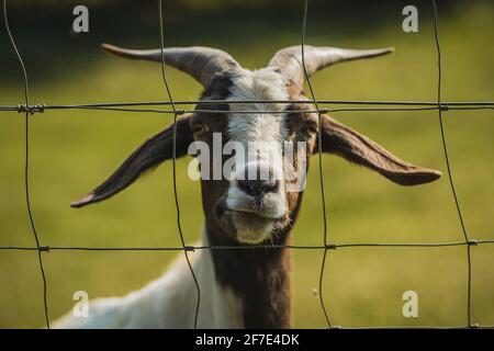 Divertente guardare marrone e capra bianca è visto masticare un po 'di erba e guardando attraverso una recinzione filo. Prato verde sullo sfondo. Loo di capra totalmente funky Foto Stock