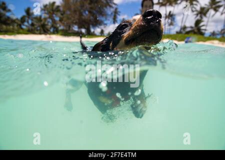 Dolce cucciolo nuotando lontano dal suo proprietario in chiaro Acqua blu di HI Foto Stock