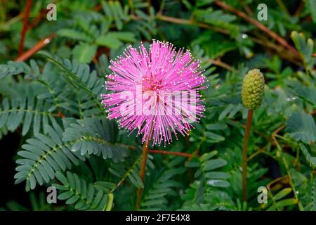 Una pianta sensibile, Mimosa pudica, in fiore. Foto Stock