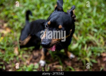 Cane bizzarro che fa una faccia sciocca mentre sul suo quotidiano tempo di gioco del pomeriggio Foto Stock