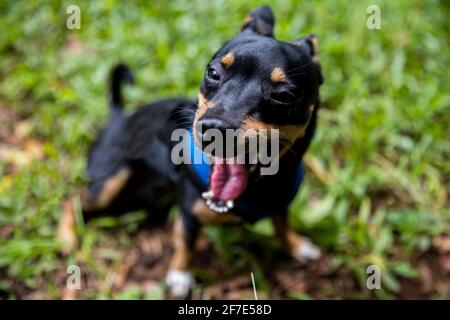 Puppy assonnato dopo una lunga giornata di gioco in morbido Erba in Oahu Foto Stock