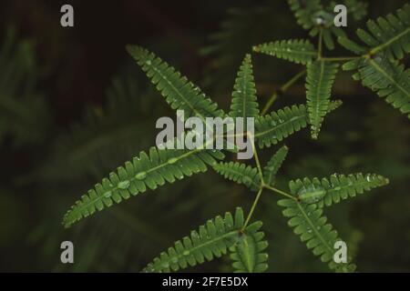 Goccioline d'acqua perfettamente adagiate sul fogliame tropicale nella foresta pluviale Foto Stock