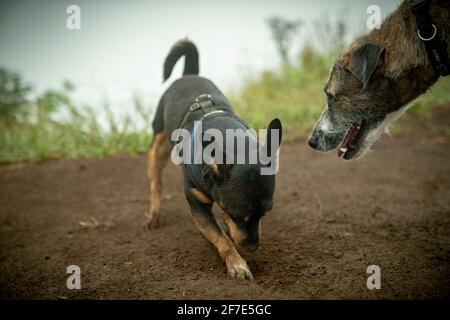 Cane anziano saluto un piccolo cucciolo scavando un buco in la terra Foto Stock