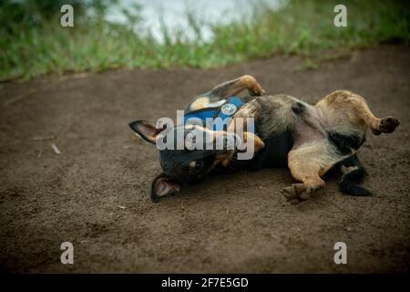 Piccolo cucciolo che rotola intorno nella sporcizia dopo un lungo escursione Foto Stock