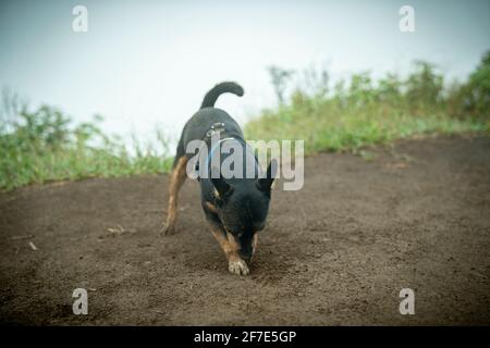 Piccolo cucciolo scavando un piccolo buco nel terreno su un sentiero escursionistico Foto Stock