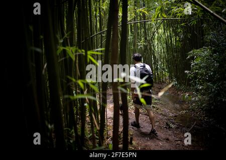 Uomo backpacking attraverso la foresta di bambù alle Hawaii Foto Stock